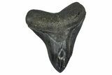 Fossil Megalodon Tooth - South Carolina #375815-1